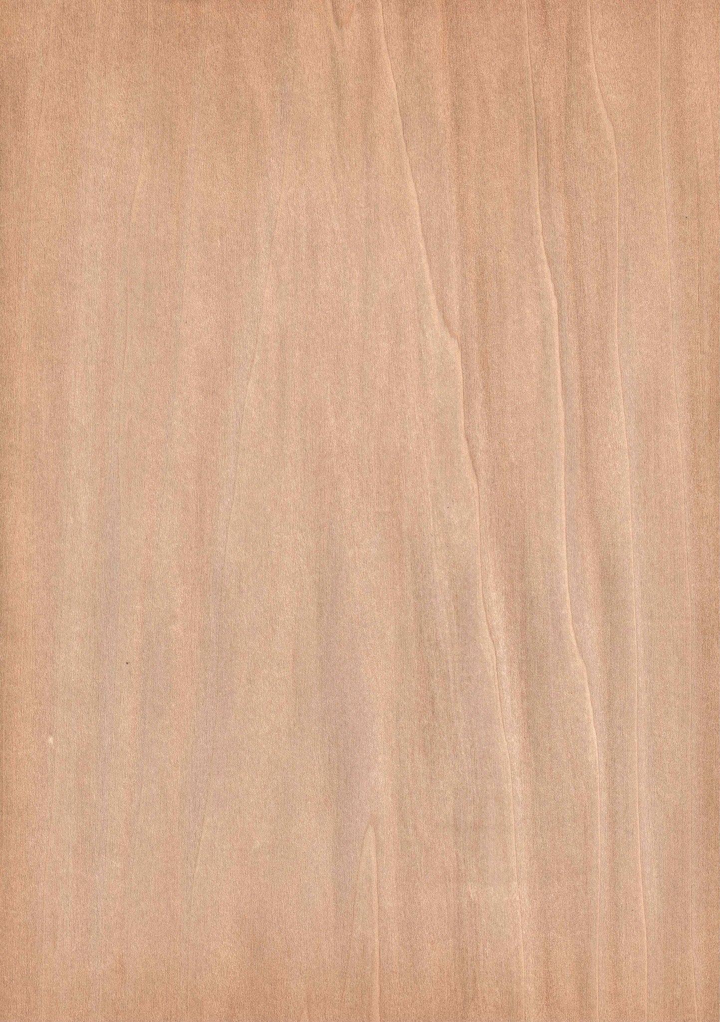 Wood veneer sheet Curry maple  Brown