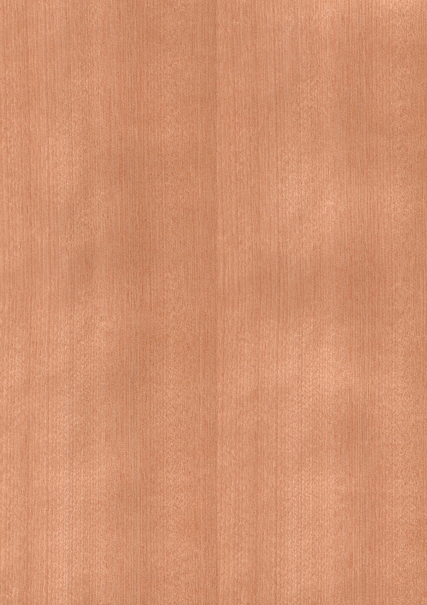 wood veneer sheet　Japanese red birch　Red